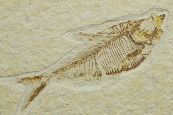 Detailed Fossil Fish (Diplomystus) - Wyoming #363908